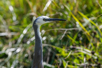 White-faced Heron in Australasia