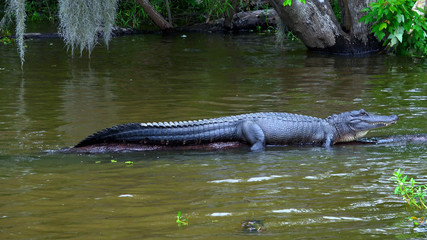 Wilderness in the swamps - alligator
