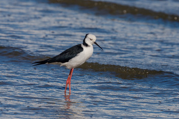 Pied Stilt in Australasia