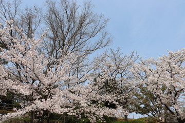 日本の桜