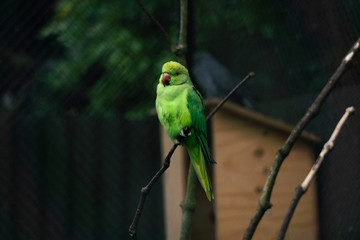 Rose-Ringed Parakeet on a perch.