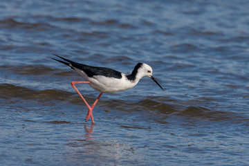 Pied Stilt in Australasia