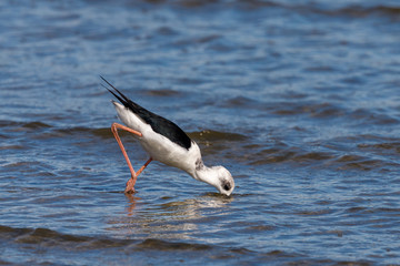 Pied Stilt in Australasia