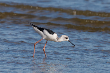 Pied Stilt in Australasia