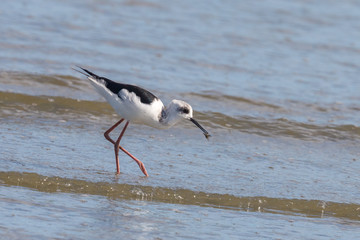 Pied Stilt in Australasia