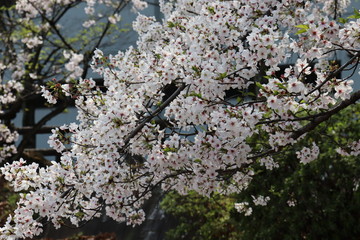 日本の桜