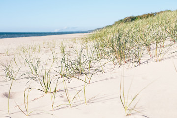 Beach grass on the seashore on a summer day