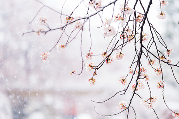 桜