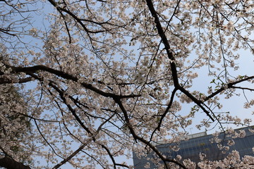 日本の桜