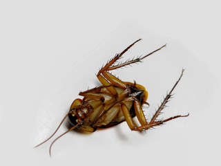 Cockroach, White Background, Insect, American Cockroach, White Color