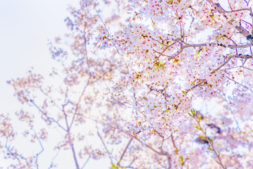 Obraz na płótnie Canvas 青空と美しい桜の花