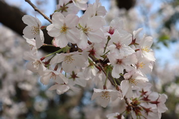 日本の桜