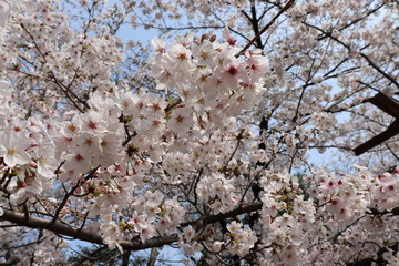 日本の桜