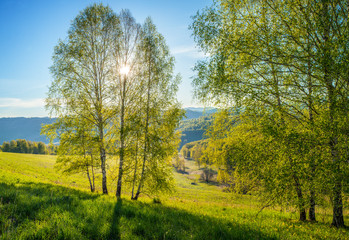 Birch in spring, the sun's rays through the green foliage. Scenic morning view.