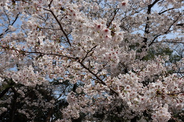 日本の桜