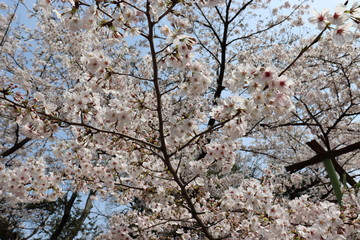 日本の桜