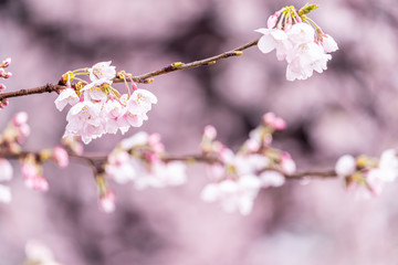 山梨県 勝沼ぶどう郷の甚六桜