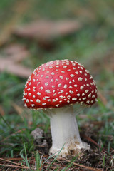 Toadstools 