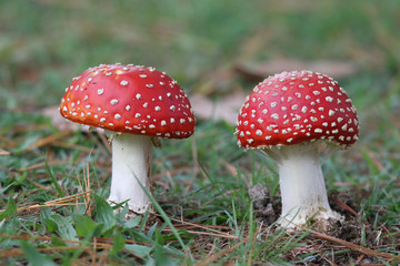 Toadstools 