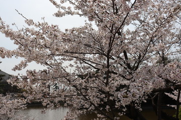 日本の桜