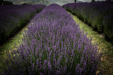 Fototapeta na wymiar Lavender field 
