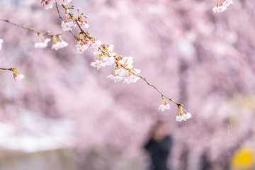 山梨県 勝沼ぶどう郷の甚六桜