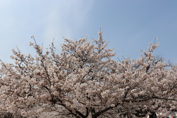 日本の桜