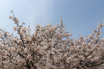 日本の桜
