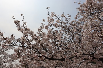 Obraz premium 日本の桜