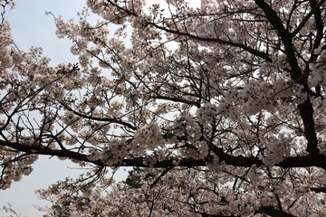 日本の桜