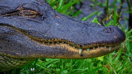 Big alligator in the swamps of Louisiana