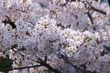cherry blossoms in sunny spring day close up out of focus seoul korea