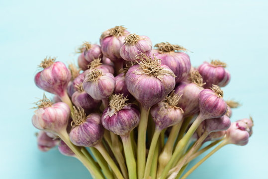 Bunch of fresh garlic bulb on pastel color background preparing for cooking, food ingredients