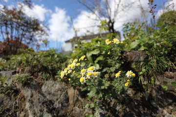 石垣のヒメジョオン