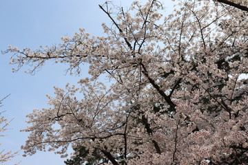 日本の桜