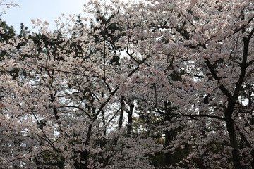 日本の桜