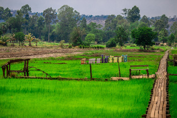 close up view of a green rice field And surrounded by various species of trees, seen in scenic spots or rural tourism routes, livelihoods for farmers