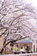 山梨県 勝沼ぶどう郷の甚六桜