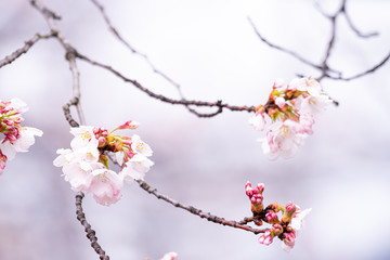 山梨県 勝沼ぶどう郷の甚六桜