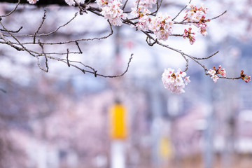 山梨県 勝沼ぶどう郷の甚六桜