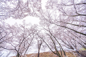 山梨県 勝沼ぶどう郷の甚六桜