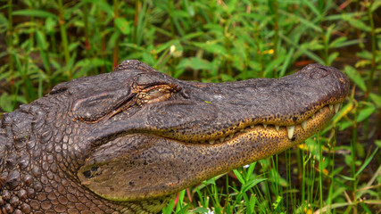 Big alligator in the swamps of Louisiana - close up