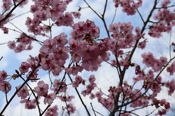 日本　桜