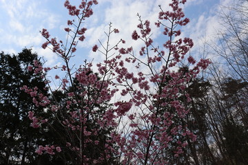日本　桜