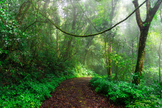 The nature trail is full of lush green trees and moist in the rainy season with the sun shining down to the mist. The image is very impressive.