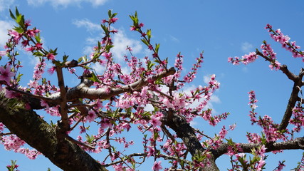 桃の花