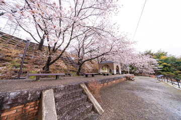 山梨県 勝沼ぶどう郷の甚六桜