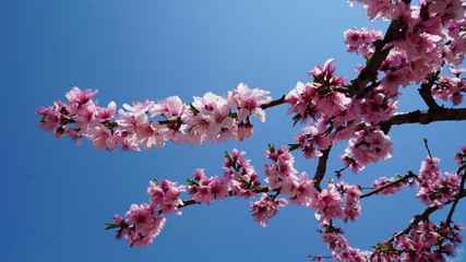 桃の花