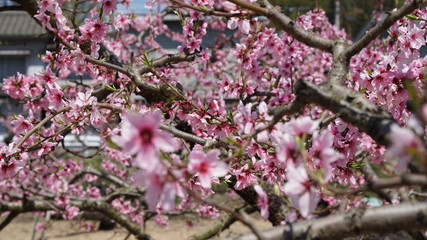 Obraz premium 桃の花