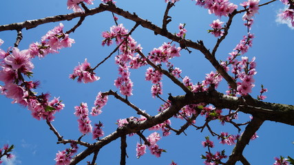 桃の花